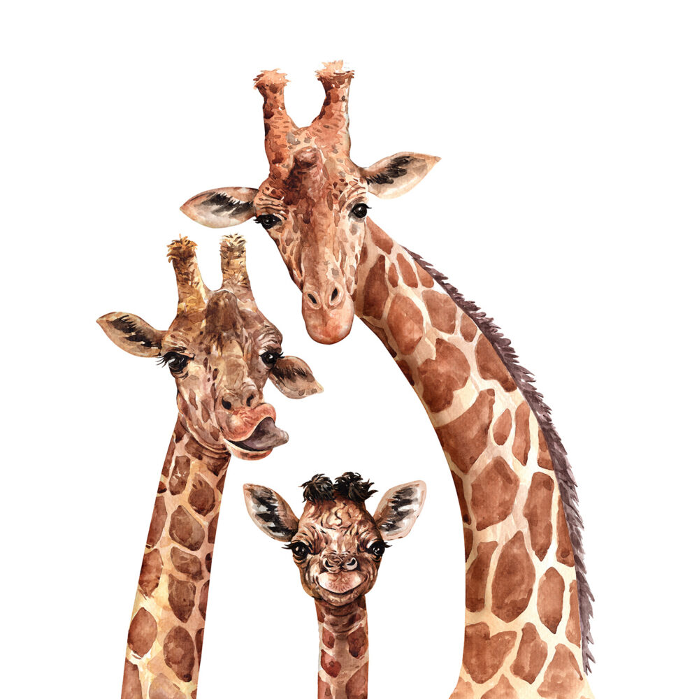 La famille des girafes